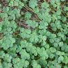 Thumbnail Image 2 of 10K Gold Genuine 4-Leaf Irish Clover and Mother-of-Pearl Heart Locket