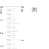 Thumbnail Image 2 of 1/2 CT. T.W. Certified Diamond Solitaire Stud Earrings in Platinum (I/VS2)