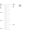 Thumbnail Image 2 of 1/4 CT. T.W. Certified Diamond Solitaire Stud Earrings in Platinum (I/VS2)