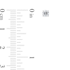 Thumbnail Image 1 of 1/3 CT. T.W. Certified Diamond Solitaire Stud Earrings in Platinum (I/VS2)