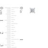 Thumbnail Image 2 of 1/2 CT. T.W. Certified Princess-Cut Diamond Solitaire Stud Earrings in Platinum (I/VS2)