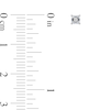 Thumbnail Image 2 of 1/4 CT. T.W. Certified Asscher-Cut Diamond Solitaire Stud Earrings in Platinum (I/VS2)