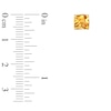 Thumbnail Image 2 of 6.0mm Cushion-Cut Citrine Stud Earrings in 10K Gold