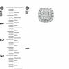 Thumbnail Image 2 of 1 CT. T.W. Princess-Cut Diamond Double Frame Stud Earrings in 10K White Gold