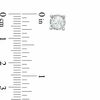 Thumbnail Image 2 of 1 CT. T.W. Diamond Solitaire Stud Earrings in 10K White Gold