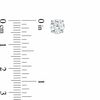 Thumbnail Image 2 of Celebration Ideal 1-1/2 CT. T.W. Certified Diamond Solitaire Stud Earrings in 14K White Gold (K/I1)
