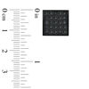 Thumbnail Image 2 of Black Sapphire Square Stud Earrings in Black IP Stainless Steel