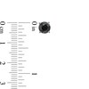 Thumbnail Image 2 of Men's 6.0mm Black Sapphire Stud Earrings in Black Ruthenium Plated Sterling Silver