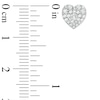 Thumbnail Image 2 of 1/2 CT. T.W. Multi-Diamond Heart-Shaped Cluster Stud Earrings in 10K White Gold