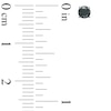 Thumbnail Image 2 of 1/3 CT. T.W. Black Diamond Solitaire Stud Earrings in 10K White Gold