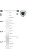 Thumbnail Image 2 of 1/4 CT. T.W. Enhanced Black and White Diamond Heart Stud Earrings in Sterling Silver