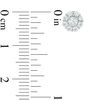 Thumbnail Image 2 of 1/2 CT. T.W. Multi-Diamond Frame Flower Stud Earrings in 10K White Gold