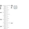 Thumbnail Image 2 of 1 CT. T.W. Diamond Stud Earrings in 10K White Gold
