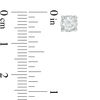 Thumbnail Image 2 of 3/4 CT. T.W. Diamond Solitaire Stud Earrings in 10K White Gold