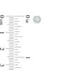 Thumbnail Image 2 of 1/10 CT. T.W. Diamond Solitaire Stud Earrings in 10K White Gold