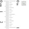 Thumbnail Image 2 of 1/5 CT. T.W. Diamond Solitaire Stud Earrings in Sterling Silver