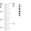 Thumbnail Image 2 of Vera Wang Love Collection 1/8 CT. T.W. Diamond and Blue Sapphire Alternating Hoop Earrings in Sterling Silver