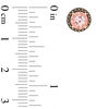 Thumbnail Image 2 of 6.0mm Morganite and 1/5 CT. T.W. Champagne Diamond Frame Stud Earrings in 10K Rose Gold and Black Rhodium