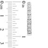 Thumbnail Image 2 of 3 CT. T.W. Diamond Inside-Out Hoop Earrings in 14K White Gold (J/I1)