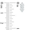 Thumbnail Image 2 of Ever Us® 1 CT. T.W. Two-Stone Diamond Stud Earrings in 14K White Gold