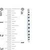Thumbnail Image 2 of Vera Wang Love Collection Blue Sapphire and 1/5 CT. T.W. Diamond Hoop Earrings in Sterling Silver