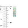 Thumbnail Image 2 of Rectangular Lab-Created Opal Inlay Huggie Hoop Earrings in Sterling Silver