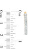 Thumbnail Image 2 of Diamond Fascination™ Hoop Earrings in Sterling Silver with 18K Gold Plate