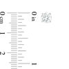 Thumbnail Image 2 of 1 CT. T.W. Certified Diamond Solitaire Stud Earrings in 14K White Gold (I/SI2)