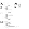 Thumbnail Image 3 of 1/2 CT. T.W. Certified Diamond Solitaire Stud Earrings in 14K White Gold (I/SI2)