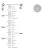 Thumbnail Image 2 of 1/5 CT. T.W. Composite Diamond Frame Stud Earrings in 10K White Gold