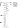 Thumbnail Image 3 of 1/2 CT. T.W. Diamond Cushion Frame Stud Earrings in 10K White Gold