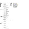 Thumbnail Image 3 of 1/2 CT. T.W. Diamond Square Frame Stud Earrings in 10K Gold
