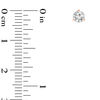 Thumbnail Image 2 of 1/4 CT. T.W. Certified Diamond Solitaire Stud Earrings in 14K Rose Gold (I/SI2)