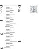 Thumbnail Image 2 of 1-3/8 CT. T.W. Certified Princess-Cut Diamond Solitaire Stud Earrings in 14K White Gold (I/SI2)