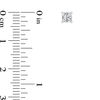 Thumbnail Image 2 of 1/2 CT. T.W. Certified Princess-Cut Diamond Solitaire Stud Earrings in 14K White Gold (I/SI2)