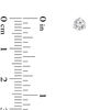 Thumbnail Image 2 of 1/4 CT. T.W. Certified Diamond Solitaire Stud Earrings in 14K White Gold (I/VS2)
