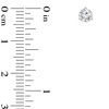 Thumbnail Image 2 of 1/3 CT. T.W. Certified Diamond Solitaire Stud Earrings in 14K White Gold (I/SI2)