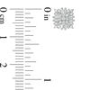 Thumbnail Image 1 of 1/3 CT. T.W. Composite Diamond Square Sunburst Frame Stud Earrings in 10K White Gold