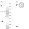 Thumbnail Image 2 of 1/2 CT. T.W. Diamond Frame Stud Earrings in 14K White Gold