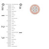Thumbnail Image 2 of 1/2 CT. T.W. Multi-Diamond Frame Stud Earrings in 10K Rose Gold