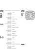 Thumbnail Image 3 of 1/2 CT. T.W. Princess-Cut Diamond Bezel Frame Stud Earrings in 10K White Gold