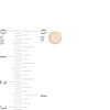 Thumbnail Image 2 of Iridescent Pink Enamel Disc Stud Earrings in 14K Gold