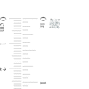 Thumbnail Image 2 of 1/2 CT. T.W. Certified Lab-Created Diamond Solitaire Stud Earrings in 14K White Gold (F/SI2)