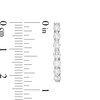 Thumbnail Image 2 of 1-1/2 CT. T.W. Diamond Frame Seven Stone Hoop Earrings in 10K White Gold