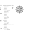 Thumbnail Image 3 of 1 CT. T.W. Multi-Diamond Flower Stud Earrings in 10K White Gold