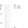 Thumbnail Image 4 of 1/3 CT. Diamond Solitaire Single Stud Earring in 14K White Gold (I/I2)