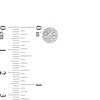 Thumbnail Image 3 of 1/4 CT. T.W. Multi-Diamond Frame Stud Earrings in Sterling Silver