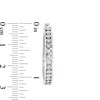 Thumbnail Image 3 of 1/4 CT. T.W. Diamond Hoop Earrings in Sterling Silver