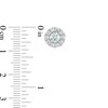 Thumbnail Image 3 of Zales Private Collection 1 CT. T.W. Certified Diamond Frame Stud Earrings in 14K White Gold (F/I2)