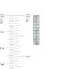 Thumbnail Image 3 of 1 CT. T.W. Diamond Double Row Hoop Earrings in 10K White Gold
